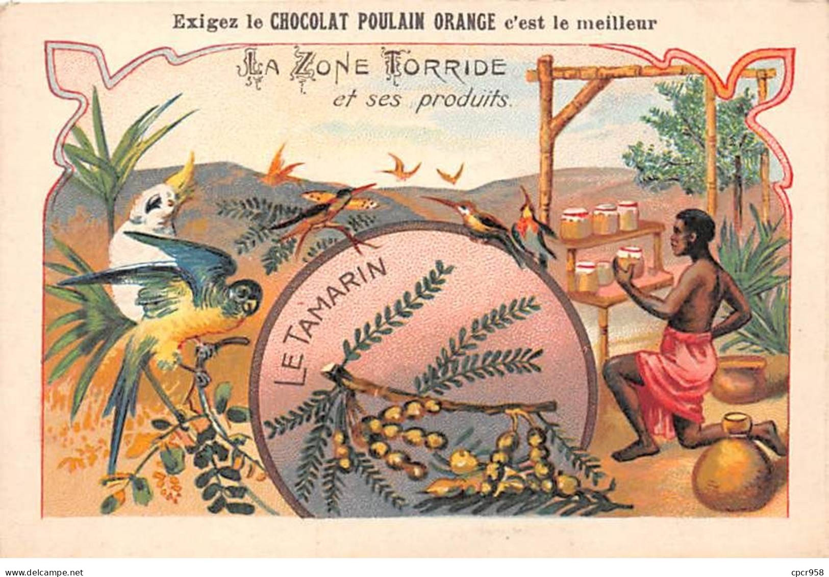 Chromos.AM16155.7x11 Cm Environ.Chocolat.Poulain.La Zone Torride Et Ses Produits.Le Tamarin - Poulain