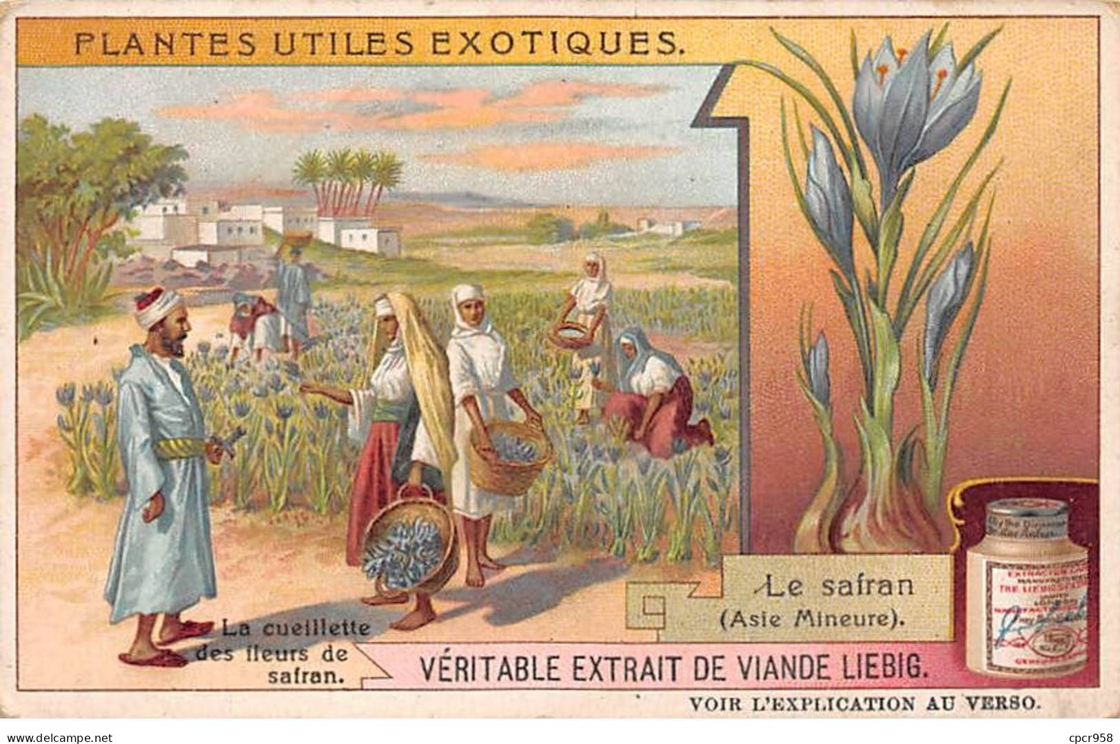 Chromos.AM13312.Liebig.Plantes Utiles Exotiques.Le Safran (Asie Mineure).La Cueillette Des Fleurs De Safran - Liebig