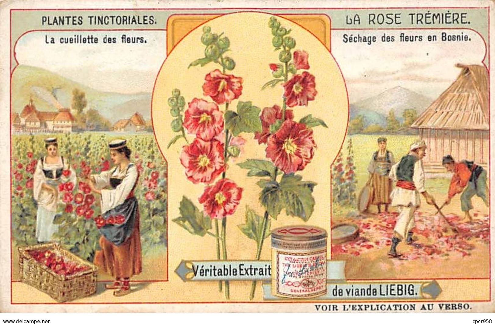 Chromos.AM13305.Liebig.Plantes Tinctoriales.La Rose Trémière - Liebig