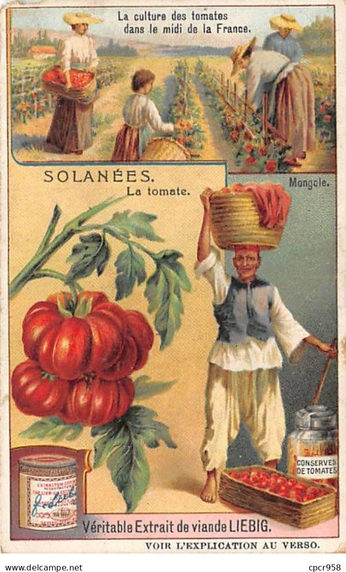 Chromos.AM13297.Liebig.Solanées.La Tomate.La Culture Des Tomates Dans Le Midi De La France - Liebig