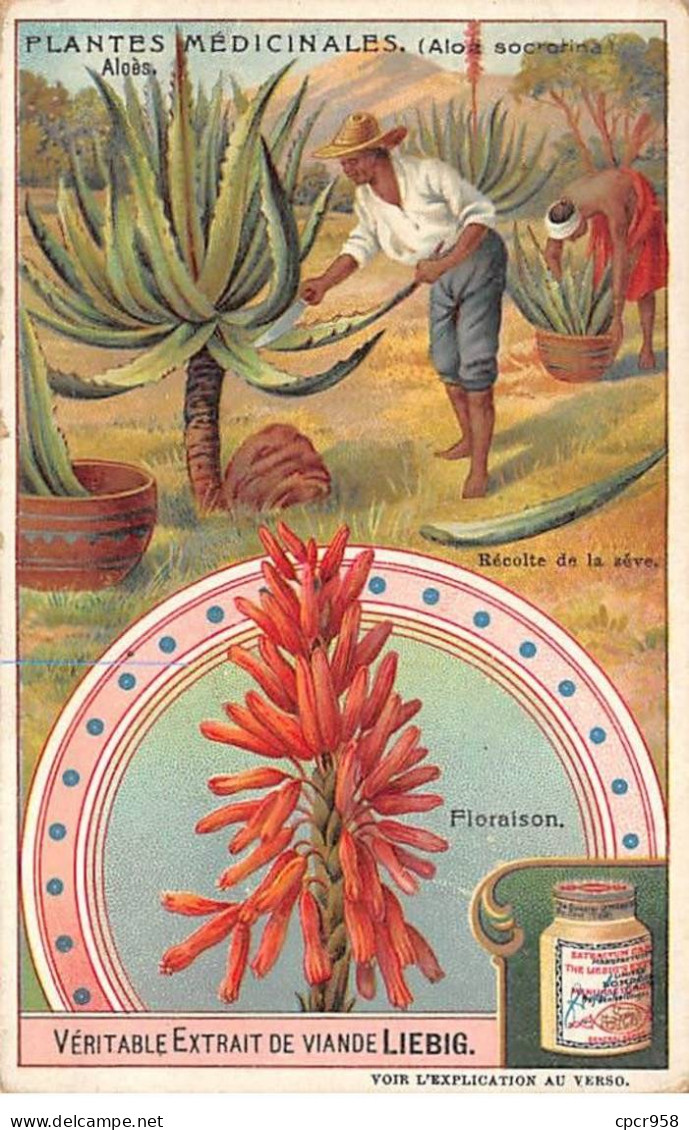 Chromos.AM13295.Liebig.Plantes Médicinales.Aloès.Récolte De La Sève - Liebig