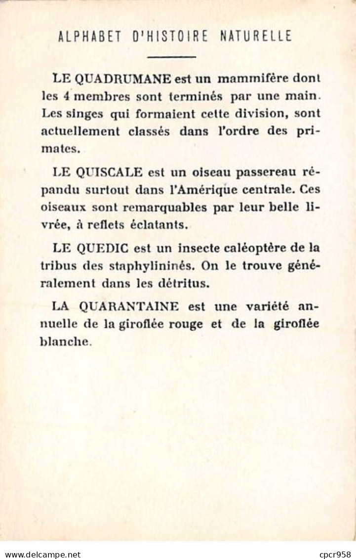 Chromos -COR11761 - Alphabet D'histoire Naturelle - Quadrumane - Quiscale - Quédie - Quarantaine  -  7x10cm Env. - Other & Unclassified