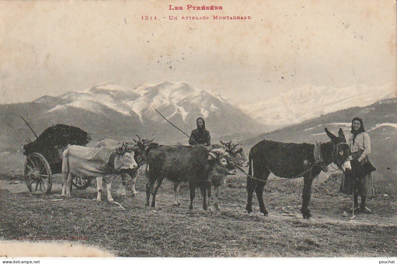 ZY 93 - LES PYRENEES - UN ATTELAGE MONTAGNARD - PAYSANNES AVEC ANE , BOEUFS - 2 SCANS - Wagengespanne