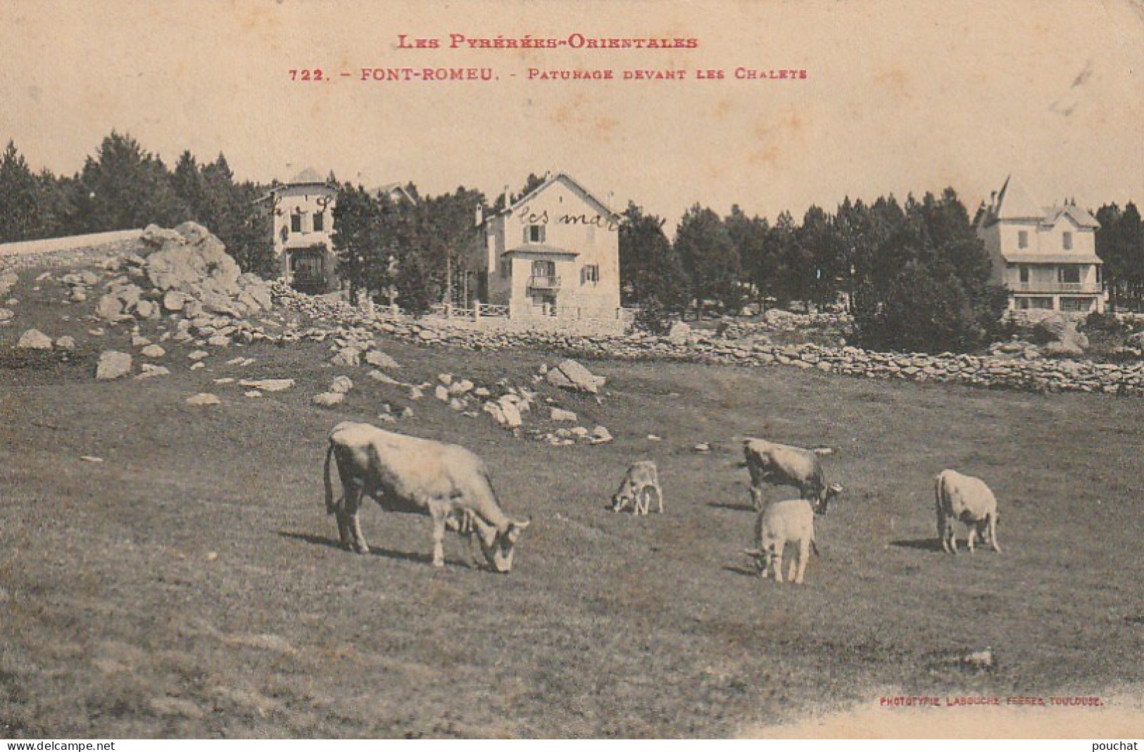 ZY 96-(66) FONT ROMEU - PATURAGE DEVANT LES CHALETS - TROUPEAU DE VACHES - 2 SCANS - Otros & Sin Clasificación