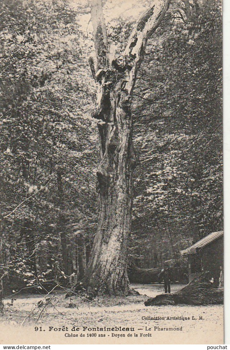 ZY 115-(77) LE PHARAMOND , CHENE DE 1400 ANS ,DOYEN DE LA FORET - FORET DE FONTAINEBLEAU  - 2 SCANS - Bomen