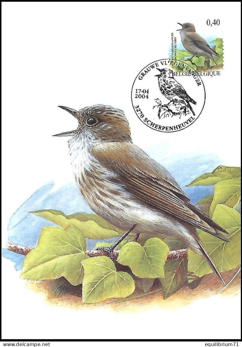 CM/MK - 3265° - Gobemouche-gris / Vliegenvanger / Fliegenschnäpper / Flycatcher - Scherpenheuvel - 17-04-2004 - BUZIN - 1985-.. Vogels (Buzin)