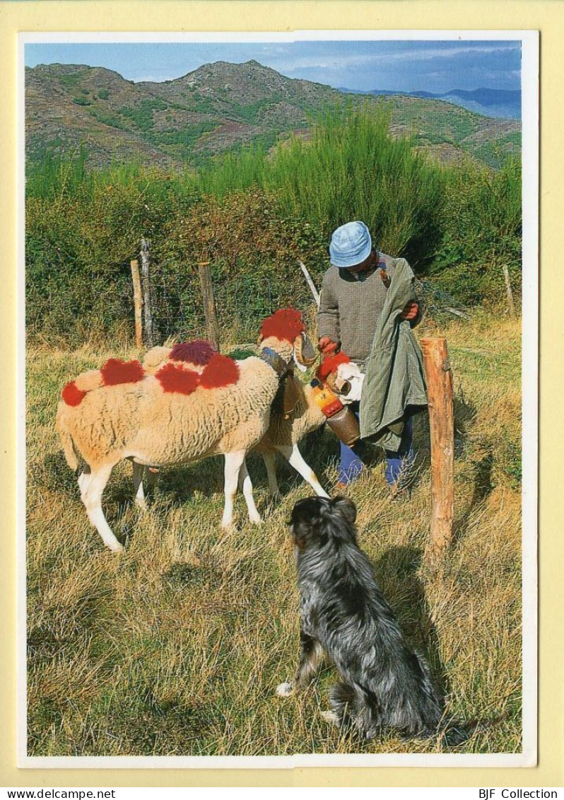 Transhumance / Les Favoris Du Troupeau / Gare à Tes Poches Dédé (Troupeau Bernard Grellier) - Bauern