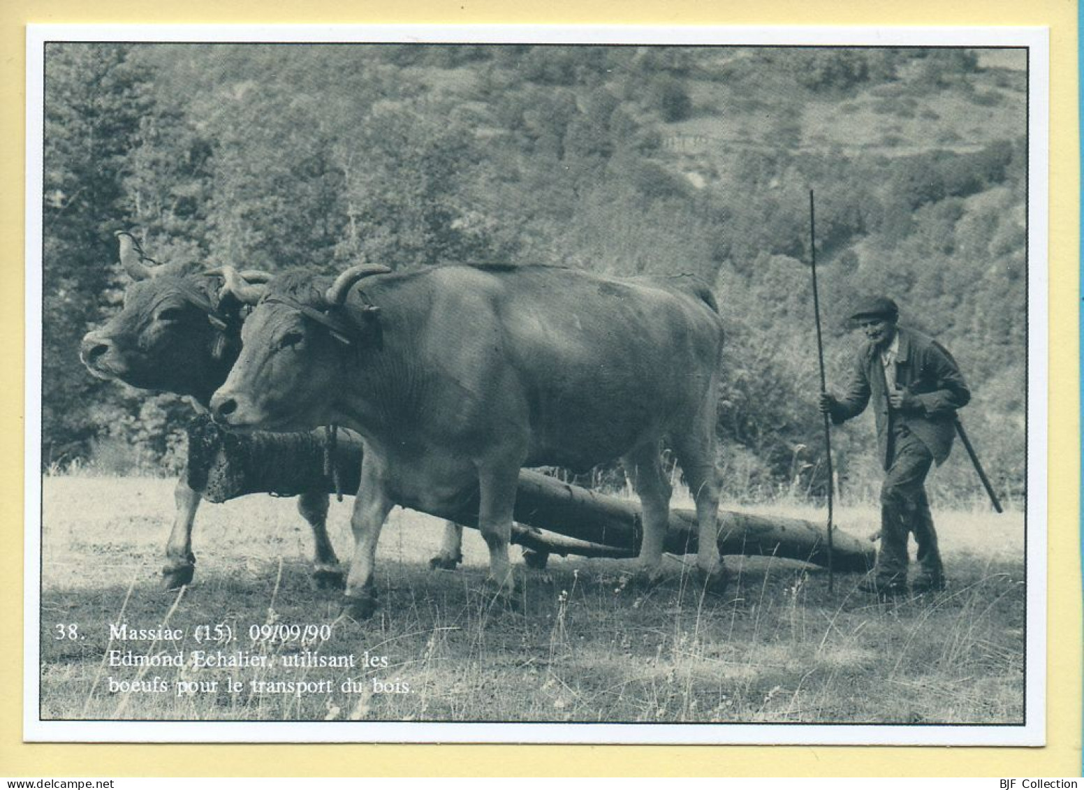 Edmond ECHALIER Utilisant Les Bœufs Pour Le Transport Du Bois (15) Massiac (Philippe CHMIELEWSKI) N° 38 – 750 Ex - Landbouwers