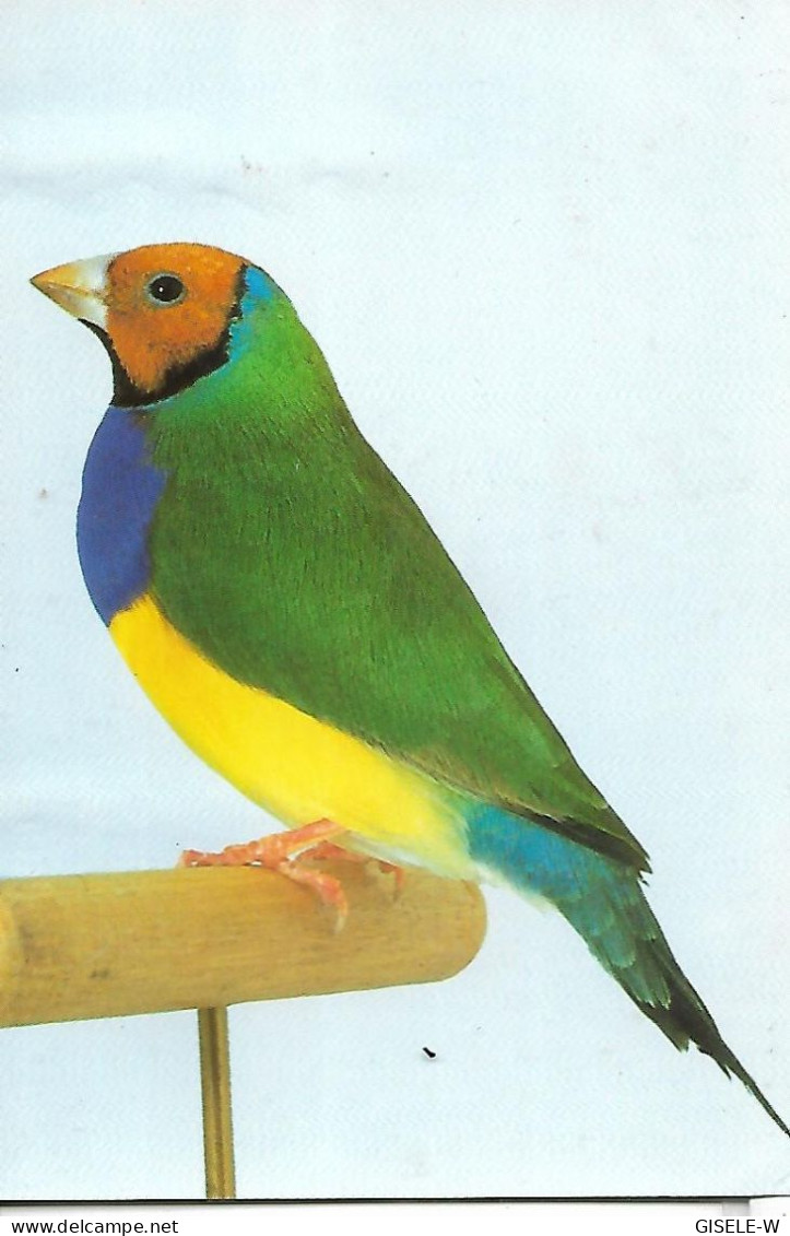 OISEAU / DIAMANT DE GOULD - Uccelli