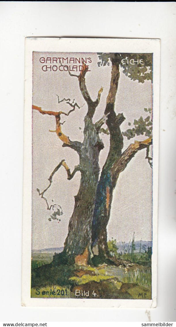 Gartmann Bäume Eiche  Serie 201 #4 Von 1907 - Autres & Non Classés