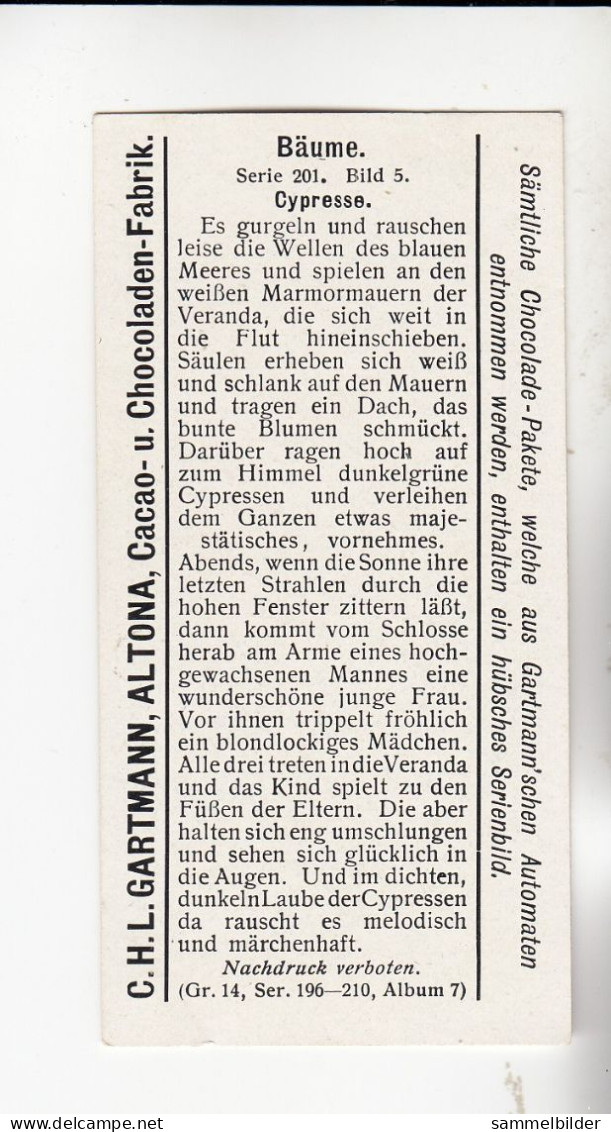 Gartmann Bäume Cypresse  Serie 201 #5 Von 1907 - Sonstige & Ohne Zuordnung