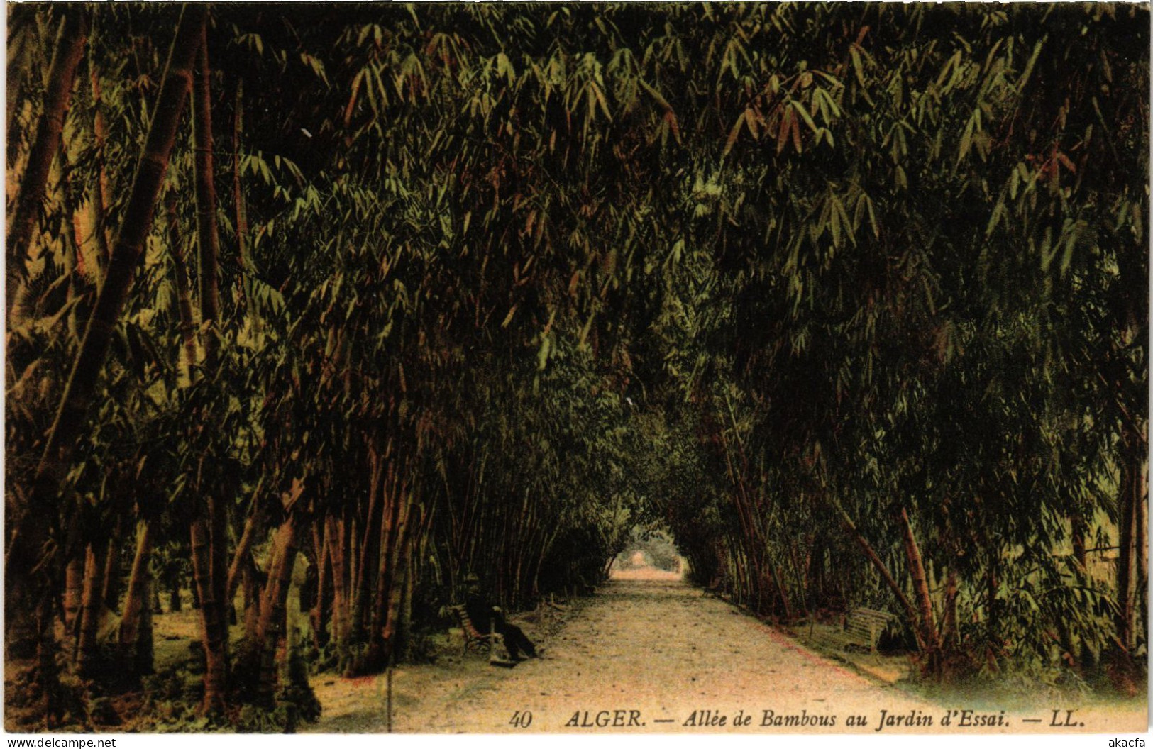 CPA AK ALGER Allee De Bambous Au Jardin D'Essai ALGERIA (1389554) - Alger