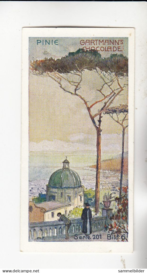 Gartmann Bäume Pinie   Serie 201 #6 Von 1907 - Otros & Sin Clasificación