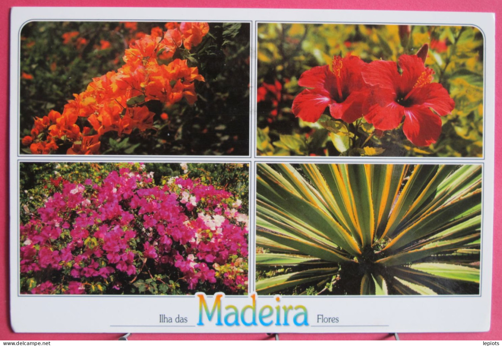 Portugal - Madeira - Flores De Madeira - Madeira