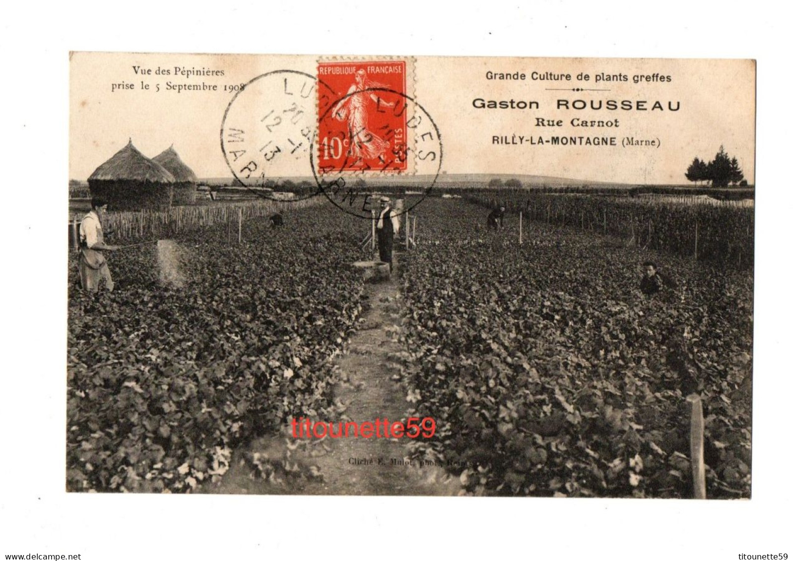 51-Rilly La Montagne-Gaston Rousseau-pépiniériste-vue Des Pépinières -5 Sept.1908 Grande Culture Plants Greffé-écrt.1913 - Rilly-la-Montagne