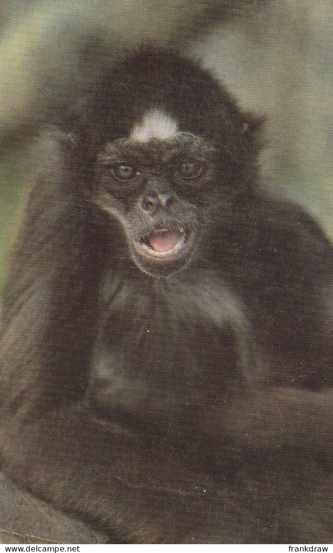 Postcard - Spider Monkey - Kilverstone Wildlife Park, Norfolk - Card No1000381 - Very Good - Zonder Classificatie
