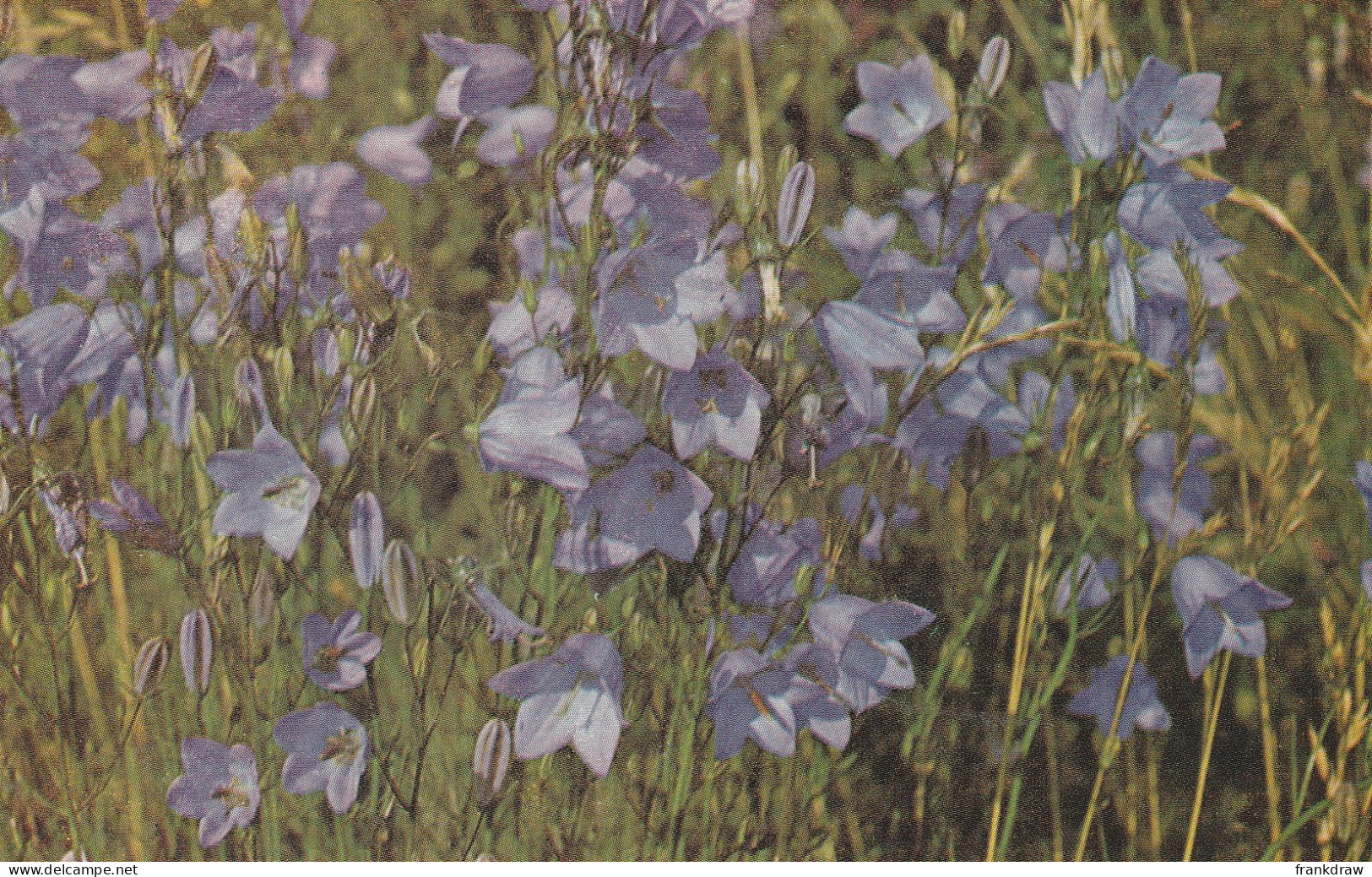 Postcard - Harebell - Summer Months - Card No.6206511 - Very Good - Ohne Zuordnung