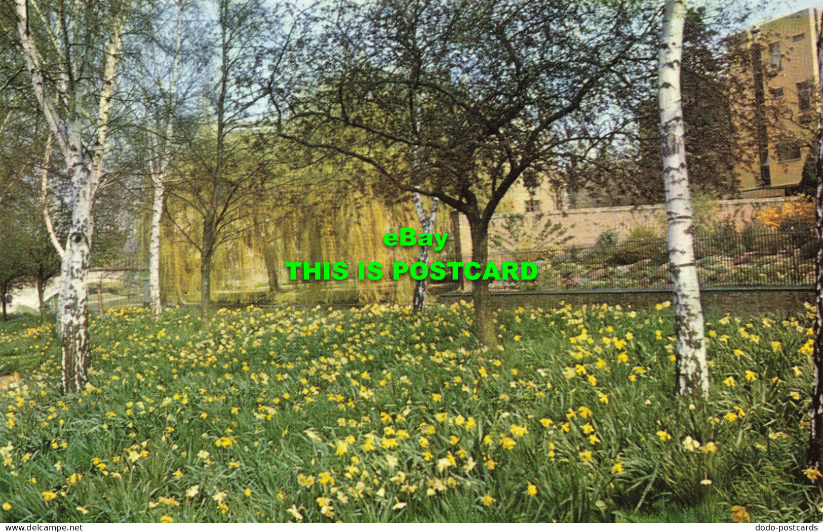 R578519 Cambridge. Daffodils In The Grove Queens College. A. T. Narborough - Monde