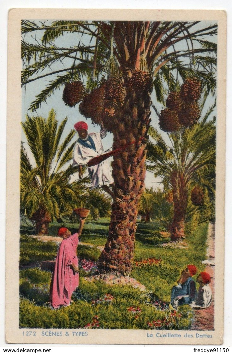 Algérie  . La Cueillette Des Dattes . 1950 - Métiers