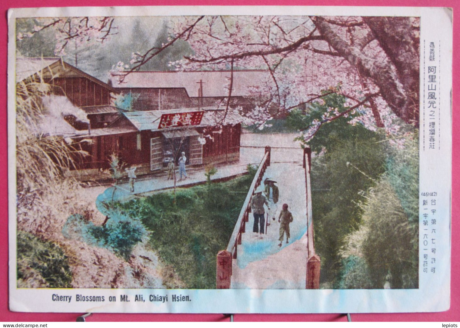 Chine - Chiayi Hsien - Cherry Blossoms On Mt. Ali - 1958 - China