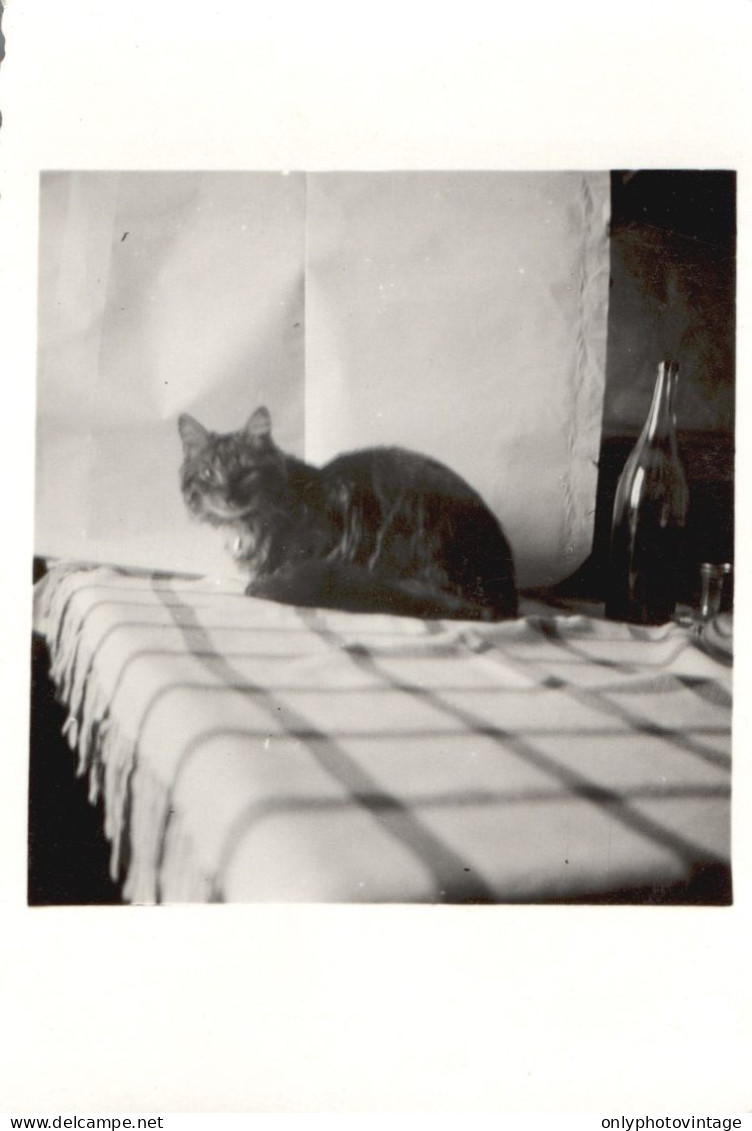 Francia 1935, Il Gatto Sul Tavolo, Fotografia Epoca, Vintage Photo - Plaatsen