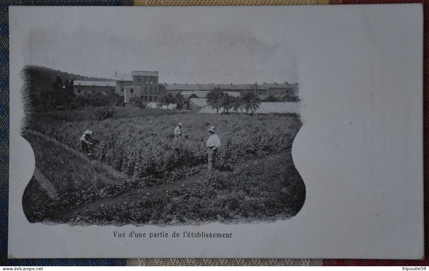 Carte Privée - Huy - J. Collette-Ronchaine - Graines EtPlantes, Oignons à Fleurs Et Rosiers - 1900 ! - Hoei