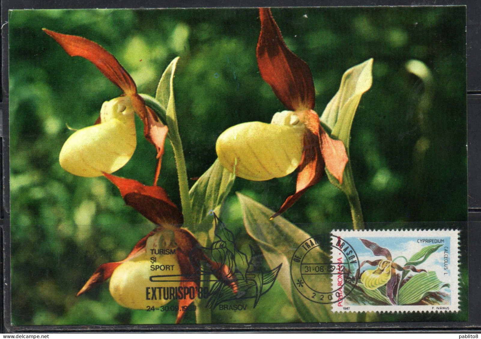ROMANIA 1987 FLORA AND FAUNA FLOWERS CYPRIPEDIUM CALCEOLUS FLOWER 1L MAXI MAXIMUM CARD - Cartoline Maximum