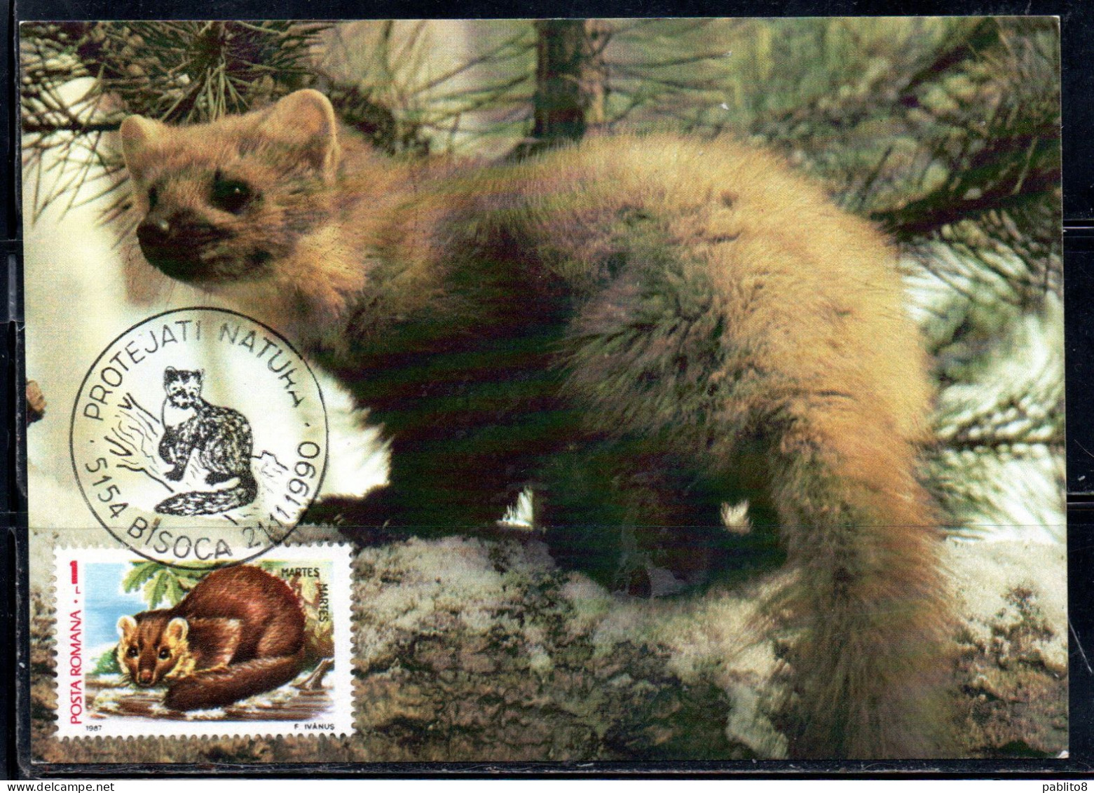 ROMANIA 1987 FLORA AND FAUNA ANIMALS MARTORA ANIMAL 1L MAXI MAXIMUM CARD - Tarjetas – Máximo