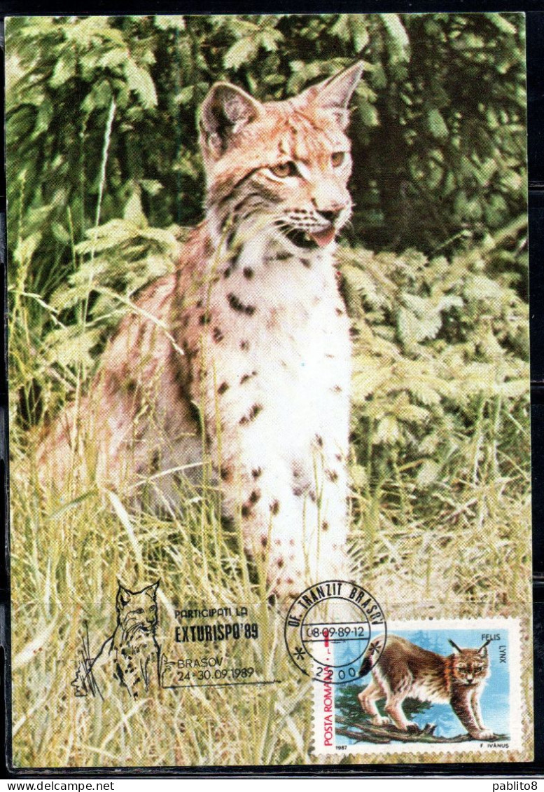 ROMANIA 1987 FLORA AND FAUNA ANIMALS FELIS LYNX ANIMAL 1L MAXI MAXIMUM CARD - Tarjetas – Máximo