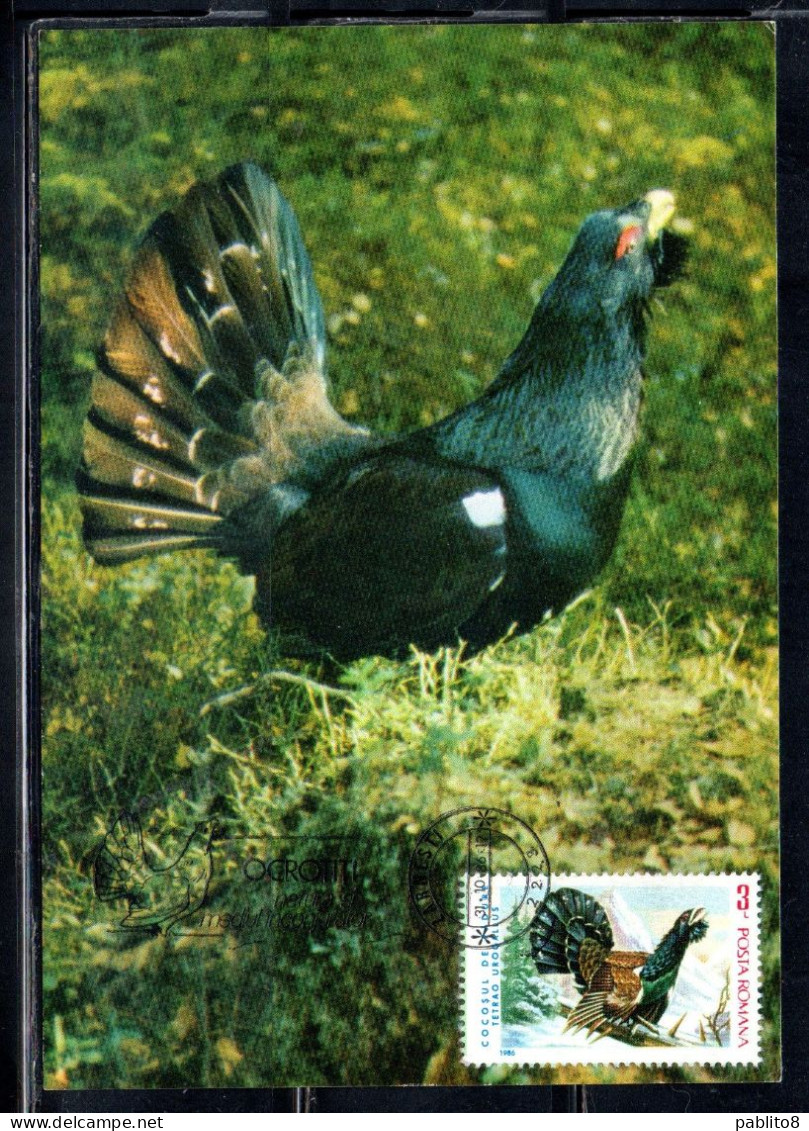 ROMANIA 1986 FLORA AND FAUNA ANIMALS TETRAO UROGALLUS COCK ROOSTER GROUSE ANIMAL 3L MAXI MAXIMUM CARD - Cartoline Maximum