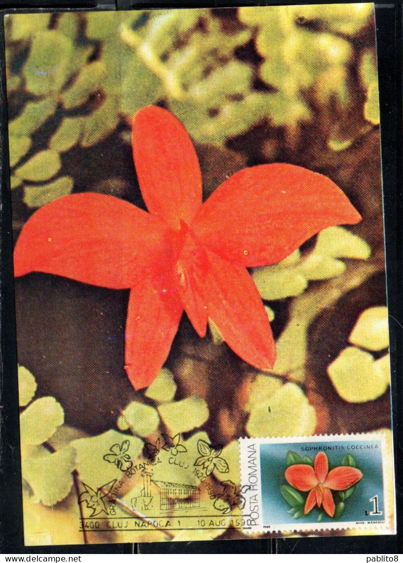 ROMANIA 1988 FLORA FLOWERS ORCHIDS SOPHRONITIS COCCINEA FLOWER ORCHID 1L MAXI MAXIMUM CARD - Maximum Cards & Covers