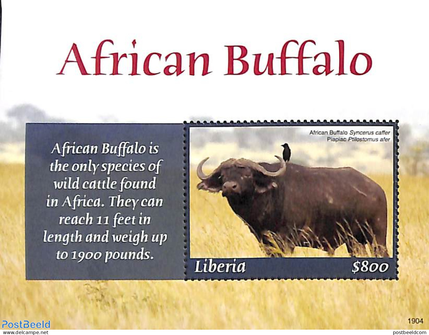 Liberia 2019 African Buffalo S/s, Mint NH, Nature - Animals (others & Mixed) - Wild Mammals - Autres & Non Classés