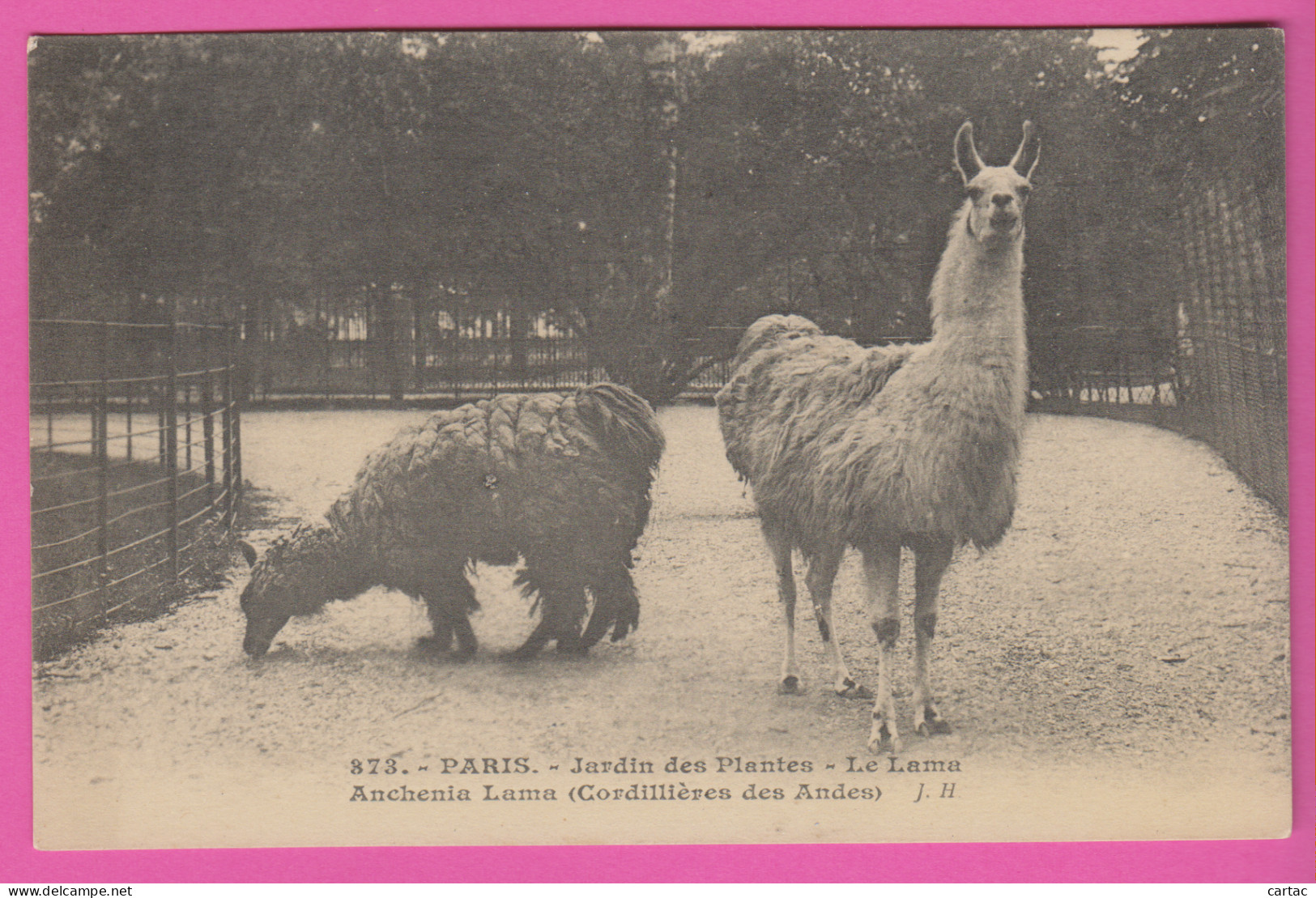 D75 - PARIS - JARDIN DES PLANTES - LE LAMA ANCHENIA LAMA (CORDILLIÈRES DES ANDES)  - Parks, Gardens