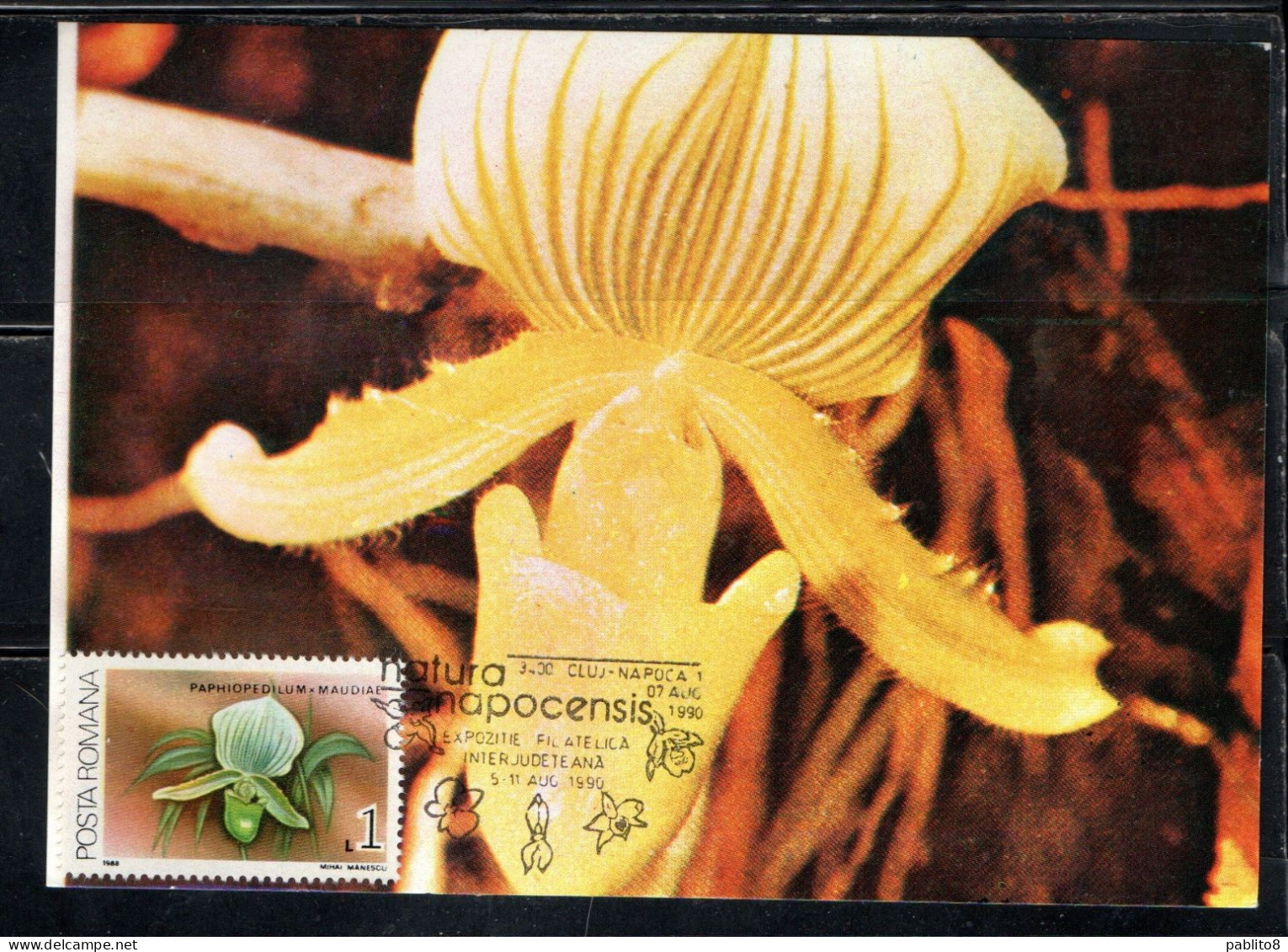 ROMANIA 1988 FLORA FLOWERS ORCHIDS PAPHIOPEDILUM MAUDIAE FLOWER ORCHID 1L MAXI MAXIMUM CARD - Cartes-maximum (CM)