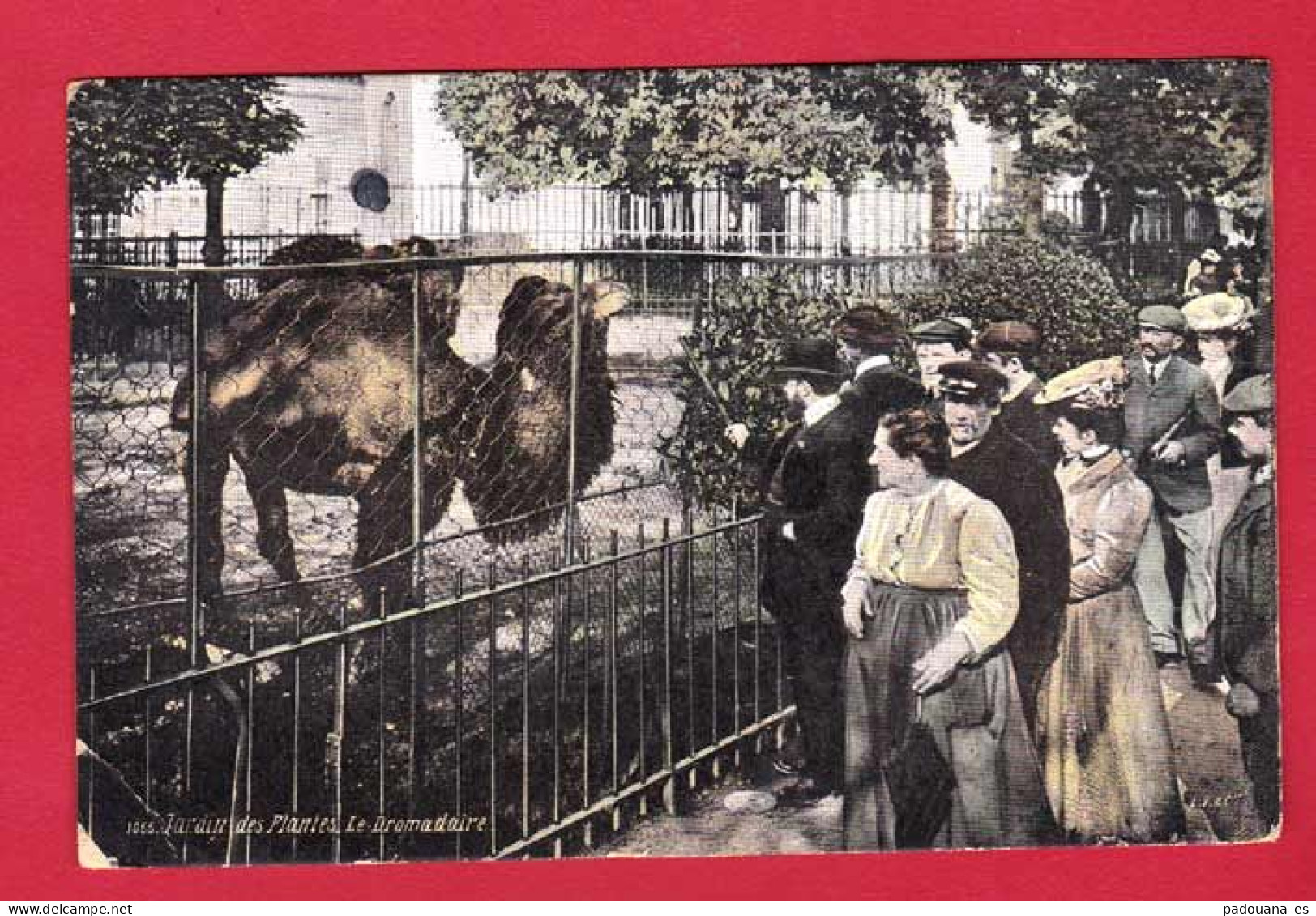 AF323 ANIMAUX  JARDIN DES PLANTES  LE DROMADERE - Autres & Non Classés