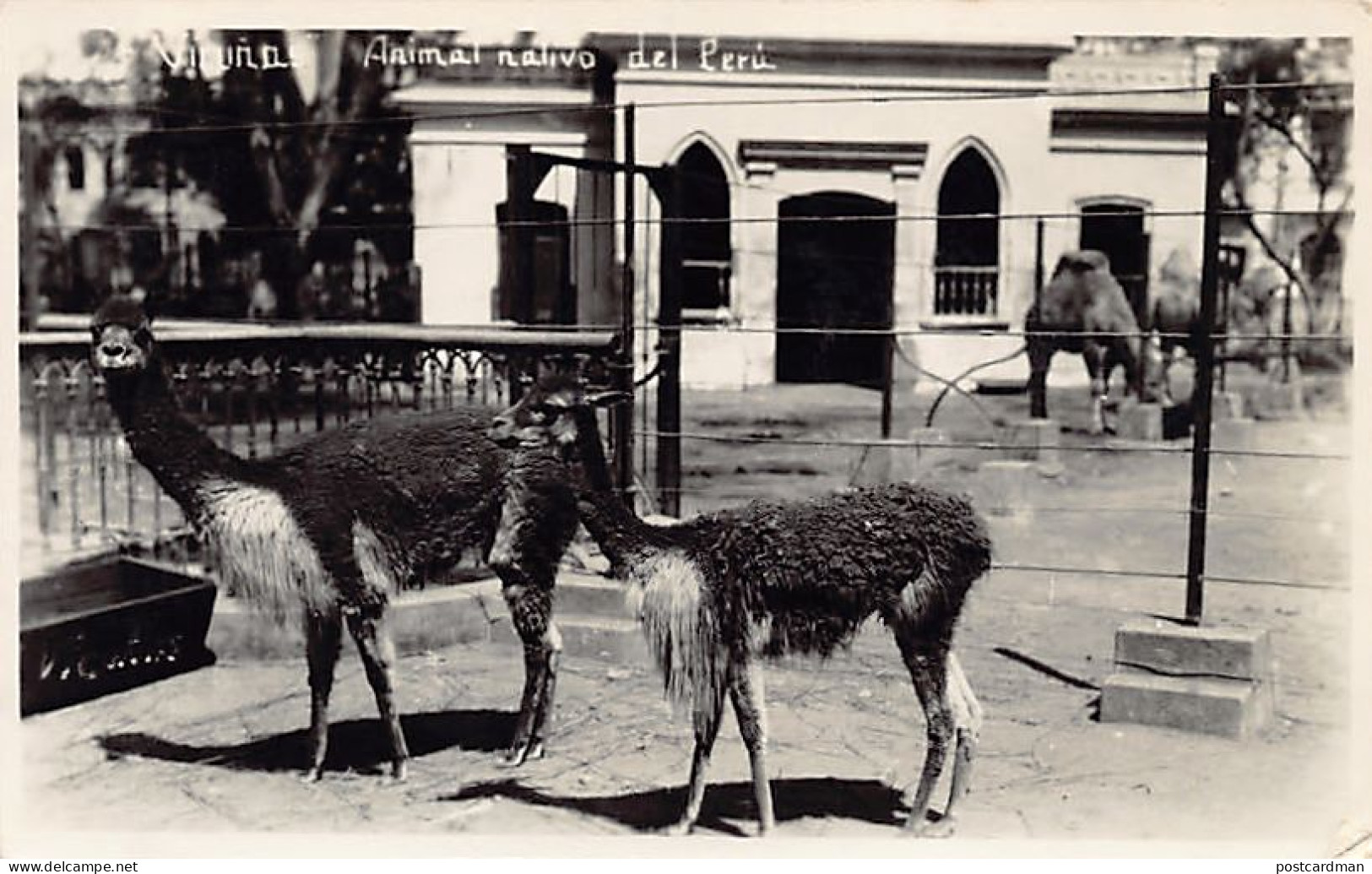 Peru - LIMA - Vicuña, Animal Nativo Del Peru - POSTAL FOTO - Pérou