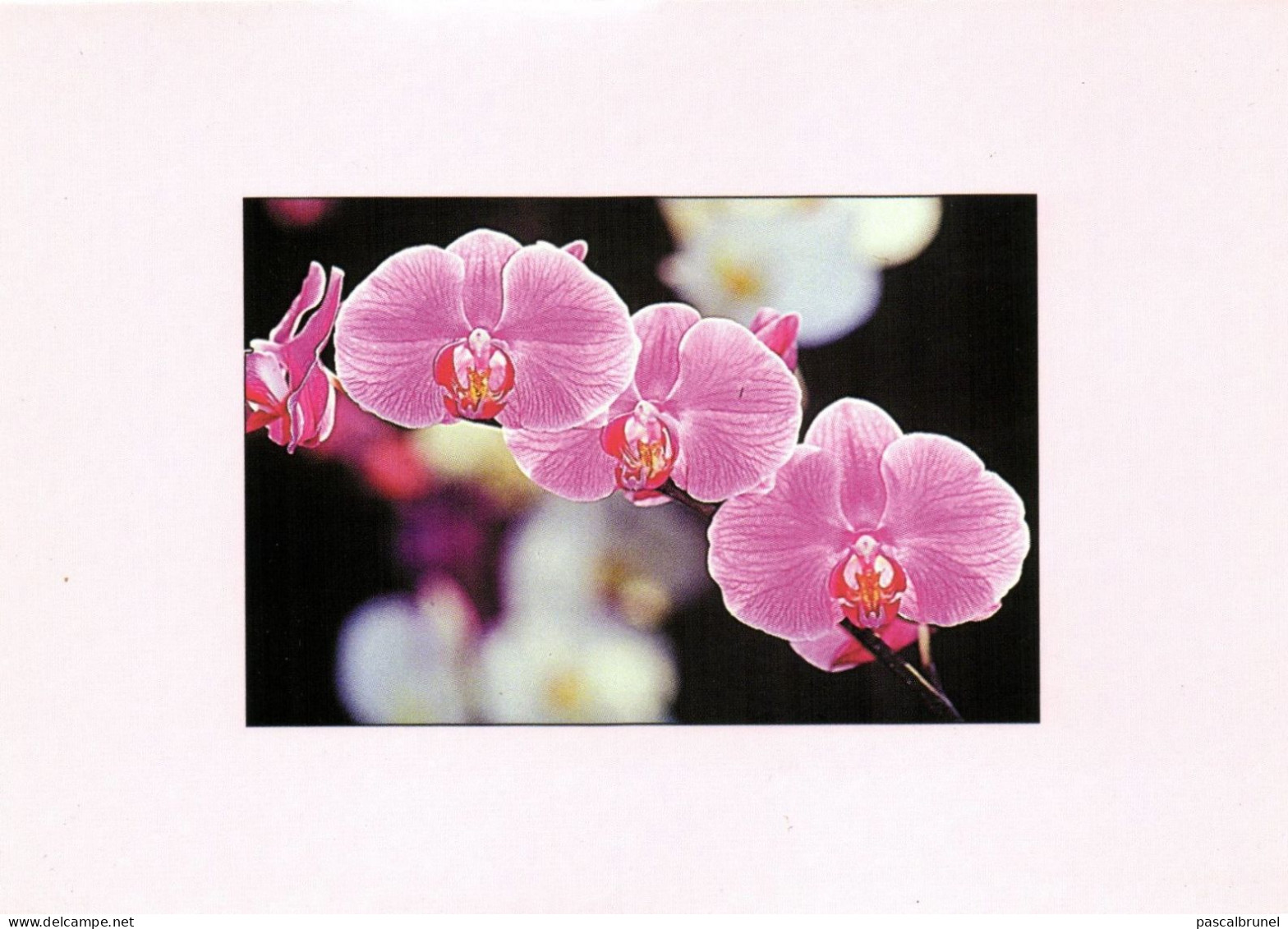 ORCHIDEES - Fleurs