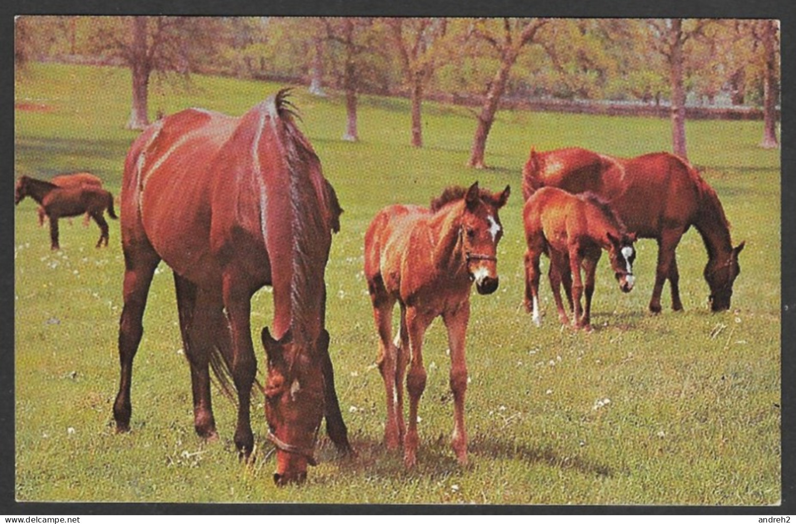 Chevaux- Chevaux - Pur Sang - Chevaux