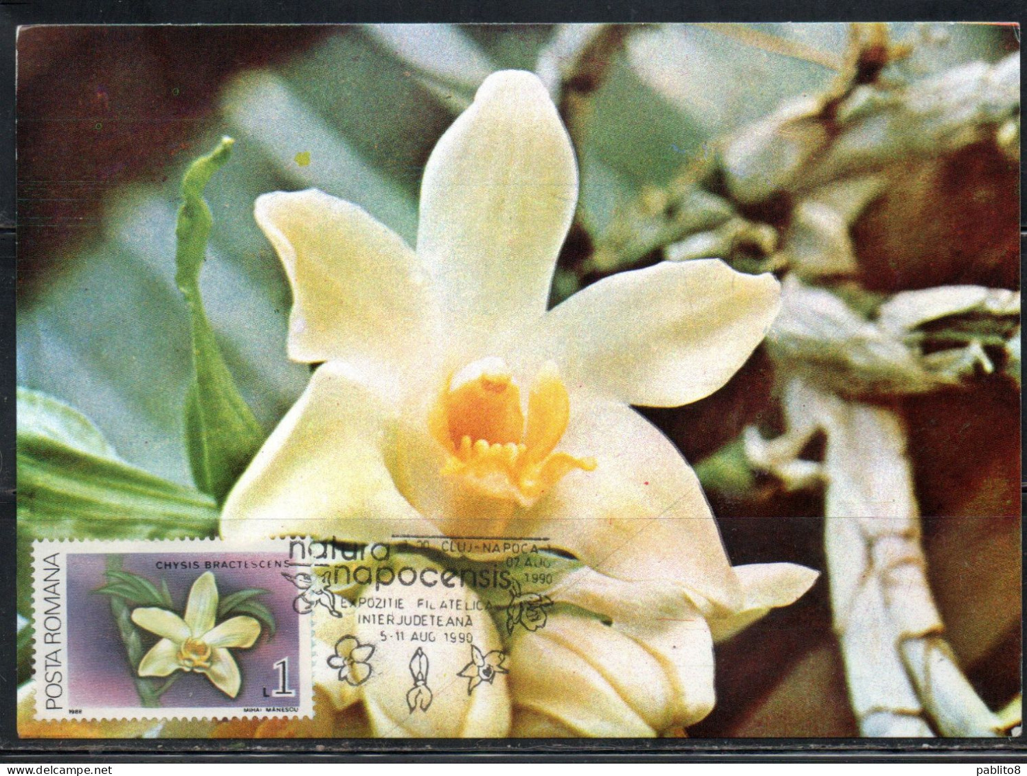 ROMANIA 1988 FLORA FLOWERS ORCHIDS CHYSIS BRACTENSCENS FLOWER ORCHID 1L MAXI MAXIMUM CARD - Maximumkaarten