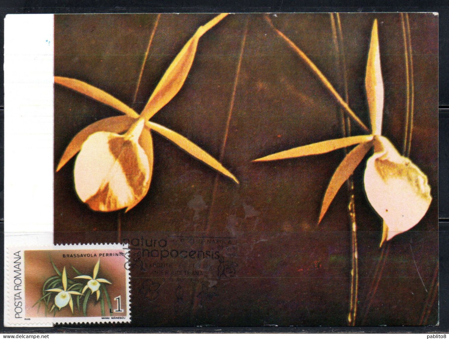 ROMANIA 1988 FLORA FLOWERS ORCHIDS BRASSAVOLA PERRINII FLOWER ORCHID 1L MAXI MAXIMUM CARD - Cartes-maximum (CM)