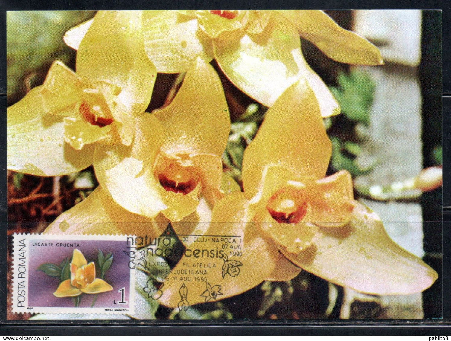 ROMANIA 1988 FLORA FLOWERS ORCHIDS LYCASTE CRUENTA FLOWER ORCHID 1L MAXI MAXIMUM CARD - Cartoline Maximum