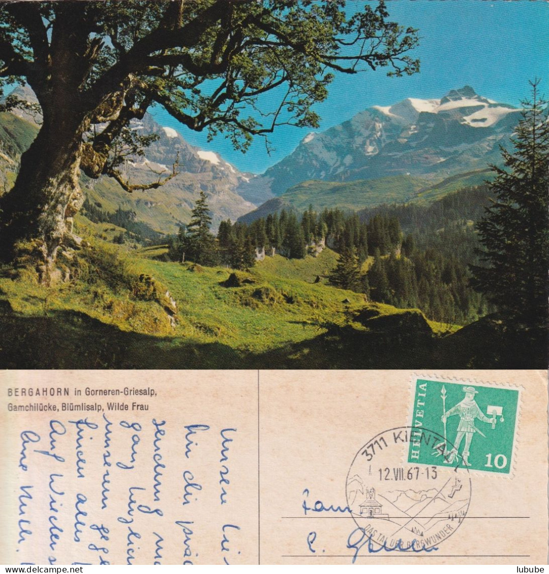 Kiental - Bergahorn In Gorneren Griesalp         1967 - Sonstige & Ohne Zuordnung