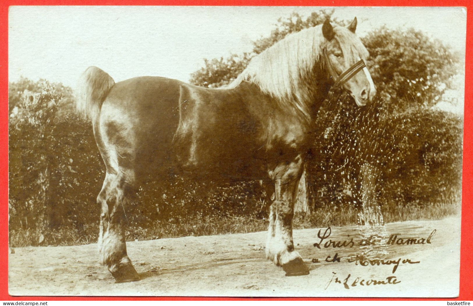 Paard - Cheval - Horse: Louis De Hamal (a Ch. Monoyer?) - Chevaux