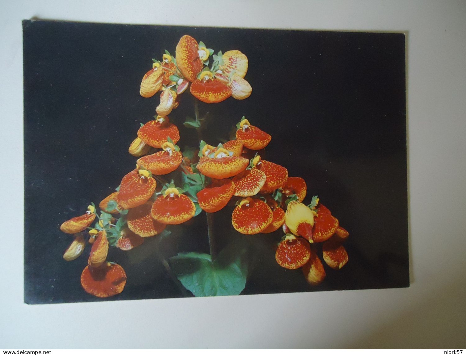 BRAZIL   POSTCARDS FLOWERS  ORCHIDS  MORE  PURHASES 10% DISCOUNT - Sonstige