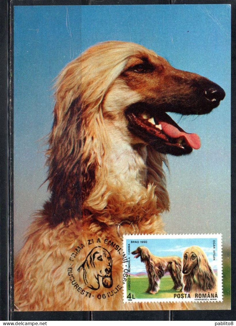 ROMANIA 1990 INTERNATIONAL DOG SHOW BRNO AFGHAN HOUND 4L MAXI MAXIMUM CARD - Maximum Cards & Covers