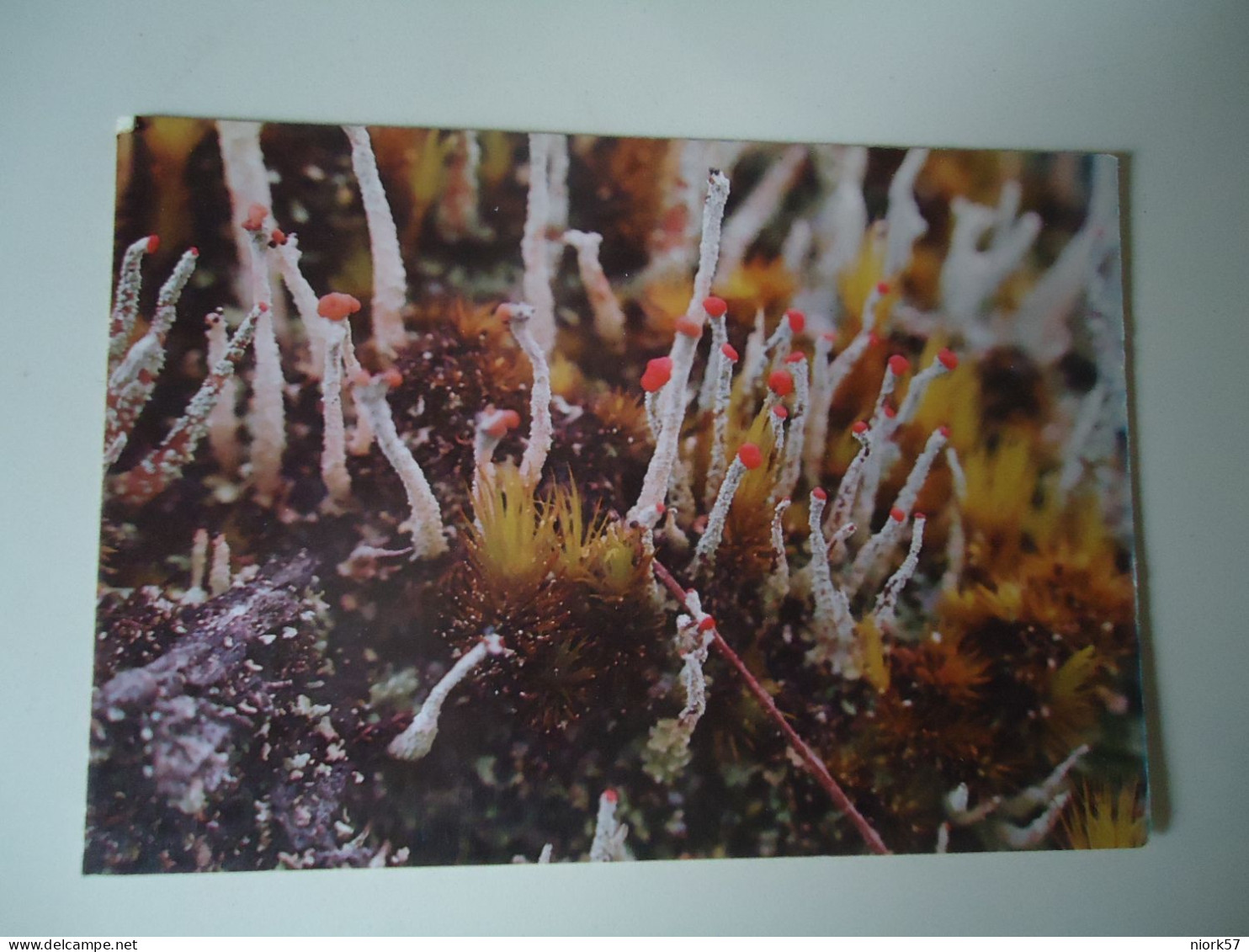 BRAZIL   POSTCARDS FLOWERS CACTUS  MORE  PURHASES 10% DISCOUNT - Other