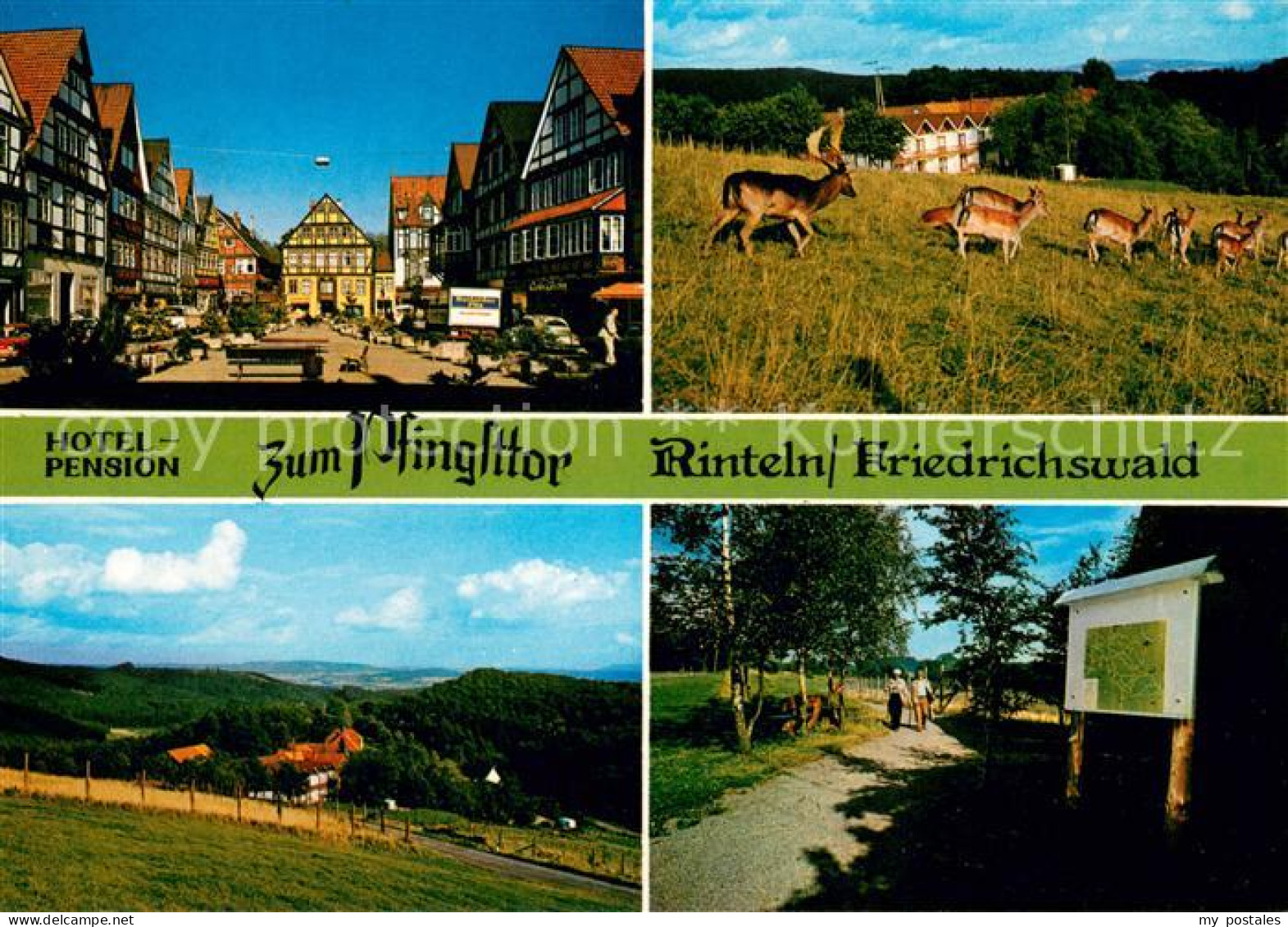 73650317 Friedrichswald Rinteln Hotel Pension Zum Pfingsttor Ortspartie Rotwild  - Rinteln