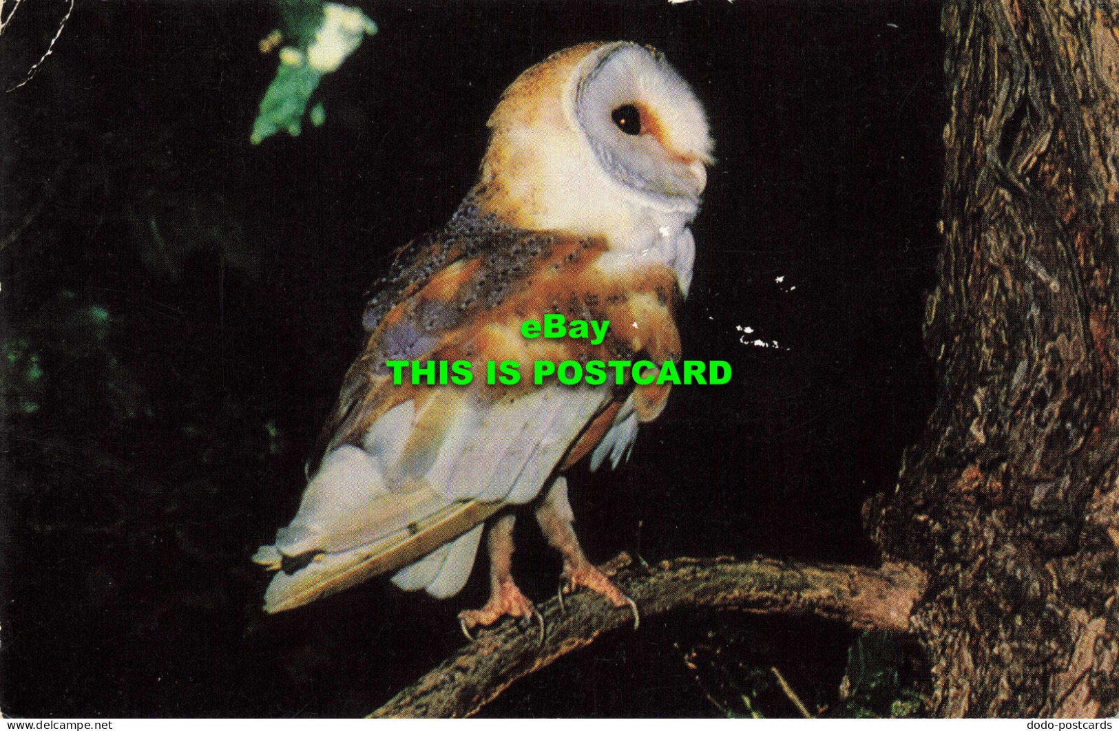 R578888 Barn Owl. British Birds. J. Salmon - Monde