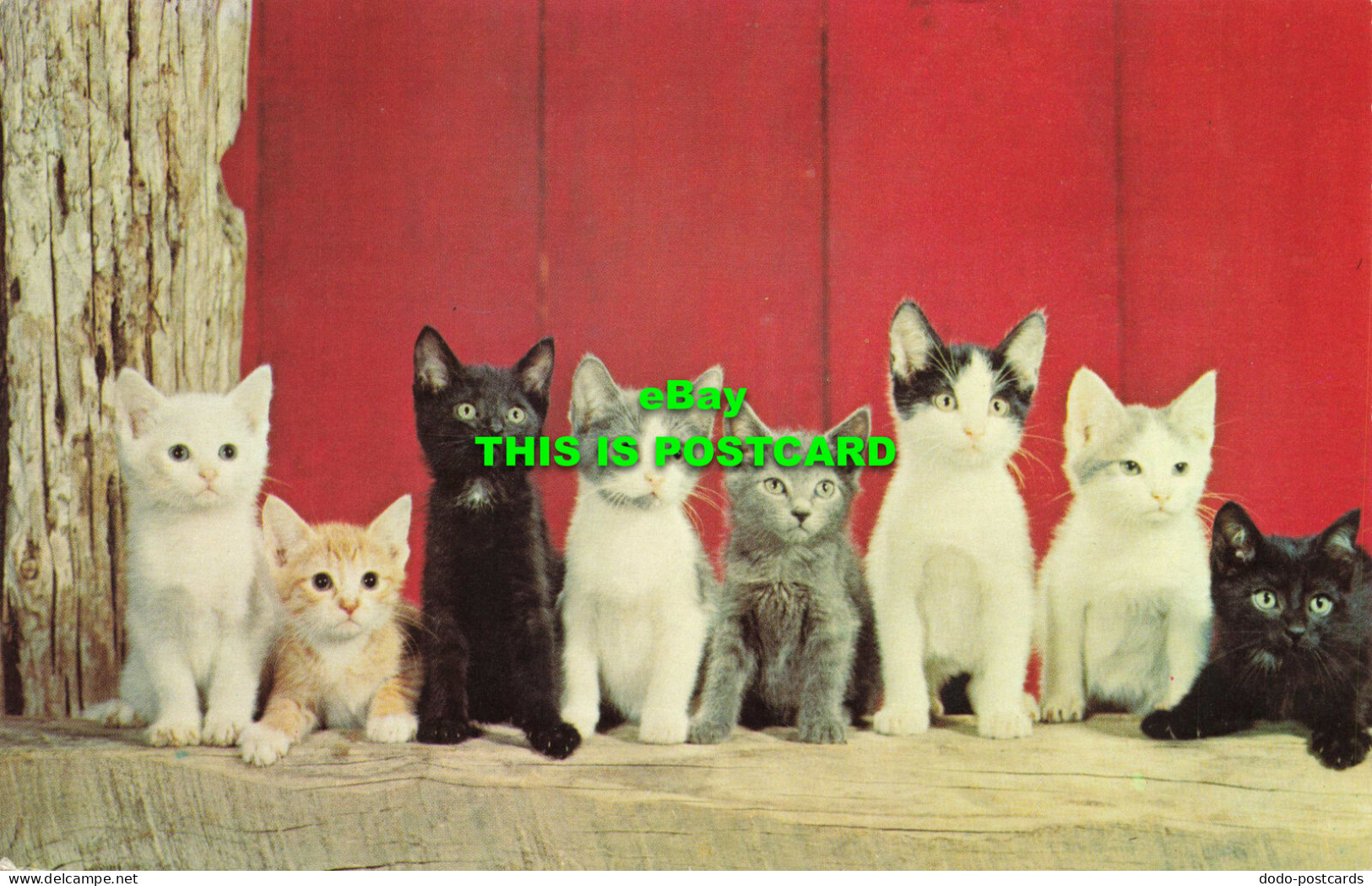 R579281 Eight Little Kittens - Monde