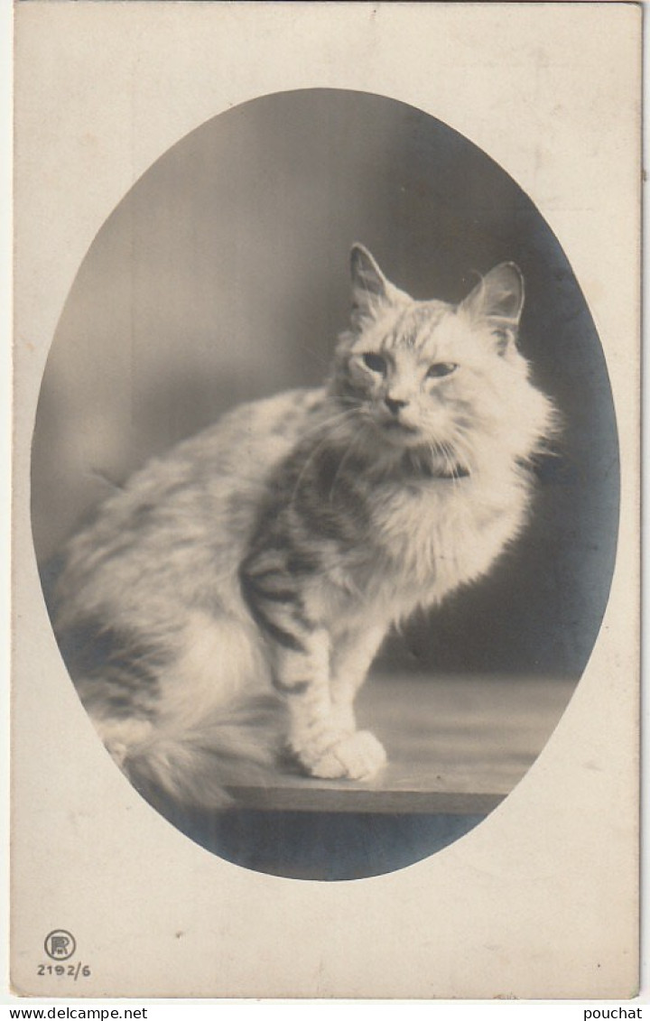 AA+ 50- CARTE PHOTO PORTRAIT DE CHAT , CHATON - Chats